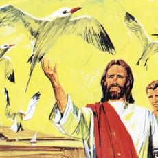 the-birds-of-the-air